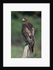 Red-Tailed Hawk Perches on Post by Anonymous