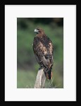 Red-Tailed Hawk Perches on Post by Anonymous