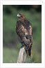 Red-Tailed Hawk Perches on Post by Anonymous