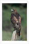 Red-Tailed Hawk Perches on Post by Anonymous