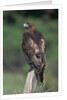 Red-Tailed Hawk Perches on Post by Anonymous