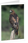 Red-Tailed Hawk Perches on Post by Anonymous