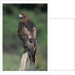 Red-Tailed Hawk Perches on Post by Anonymous