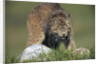 Canada Lynx Crouches Down to Stalk Food by Anonymous