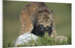 Canada Lynx Crouches Down to Stalk Food by Anonymous
