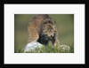 Canada Lynx Crouches Down to Stalk Food by Anonymous