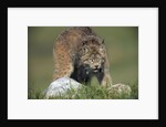 Canada Lynx Crouches Down to Stalk Food by Anonymous