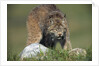 Canada Lynx Crouches Down to Stalk Food by Anonymous