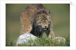 Canada Lynx Crouches Down to Stalk Food by Anonymous