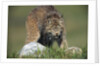 Canada Lynx Crouches Down to Stalk Food by Anonymous