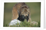 Canada Lynx Crouches Down to Stalk Food by Anonymous