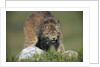 Canada Lynx Crouches Down to Stalk Food by Anonymous