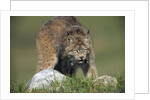 Canada Lynx Crouches Down to Stalk Food by Anonymous