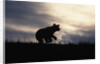Silhouetted Grizzly Cub Running by Anonymous