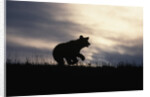 Silhouetted Grizzly Cub Running by Anonymous
