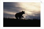 Silhouetted Grizzly Cub Running by Anonymous