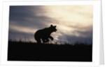 Silhouetted Grizzly Cub Running by Anonymous