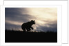 Silhouetted Grizzly Cub Running by Anonymous