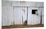 Horse Sticking Head out Barn Window by Anonymous
