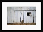 Horse Sticking Head out Barn Window by Anonymous