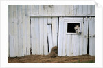 Horse Sticking Head out Barn Window by Anonymous