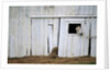Horse Sticking Head out Barn Window by Anonymous