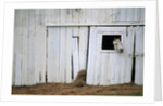 Horse Sticking Head out Barn Window by Anonymous