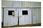 Horse Peering Through Barn Door by Anonymous