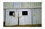 Horse Peering Through Barn Door by Anonymous