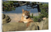 Cougar Resting on Rocks by Anonymous