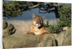 Cougar Resting on Rocks by Anonymous