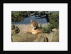 Cougar Resting on Rocks by Anonymous
