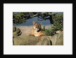 Cougar Resting on Rocks by Anonymous