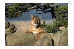 Cougar Resting on Rocks by Anonymous