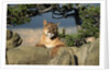 Cougar Resting on Rocks by Anonymous