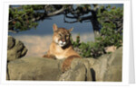 Cougar Resting on Rocks by Anonymous