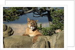 Cougar Resting on Rocks by Anonymous