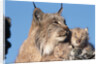 Canadian Lynx with Young by Anonymous
