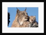 Canadian Lynx with Young by Anonymous