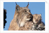 Canadian Lynx with Young by Anonymous
