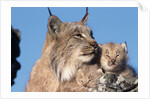 Canadian Lynx with Young by Anonymous