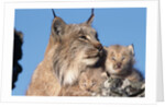 Canadian Lynx with Young by Anonymous