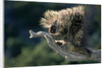 Porcupine Sitting on Confier Branch by Anonymous