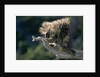 Porcupine Sitting on Confier Branch by Anonymous
