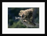 Porcupine Sitting on Confier Branch by Anonymous