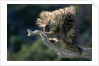 Porcupine Sitting on Confier Branch by Anonymous