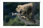 Porcupine Sitting on Confier Branch by Anonymous