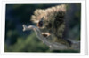 Porcupine Sitting on Confier Branch by Anonymous