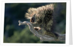 Porcupine Sitting on Confier Branch by Anonymous