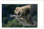 Porcupine Sitting on Confier Branch by Anonymous
